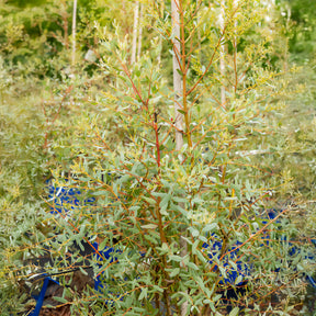 Eucalyptus gunnii France Bleu ® rengun - Eucalyptus gunnii France Bleu ® Rengun - Eucalyptus