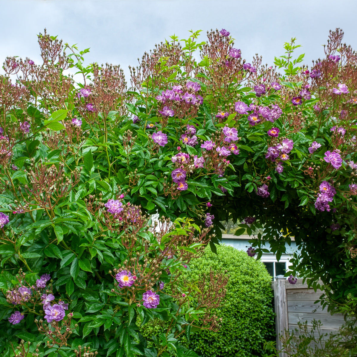 Rosier Bleu violet sur tige - Rosa veilchenblau - Willemse