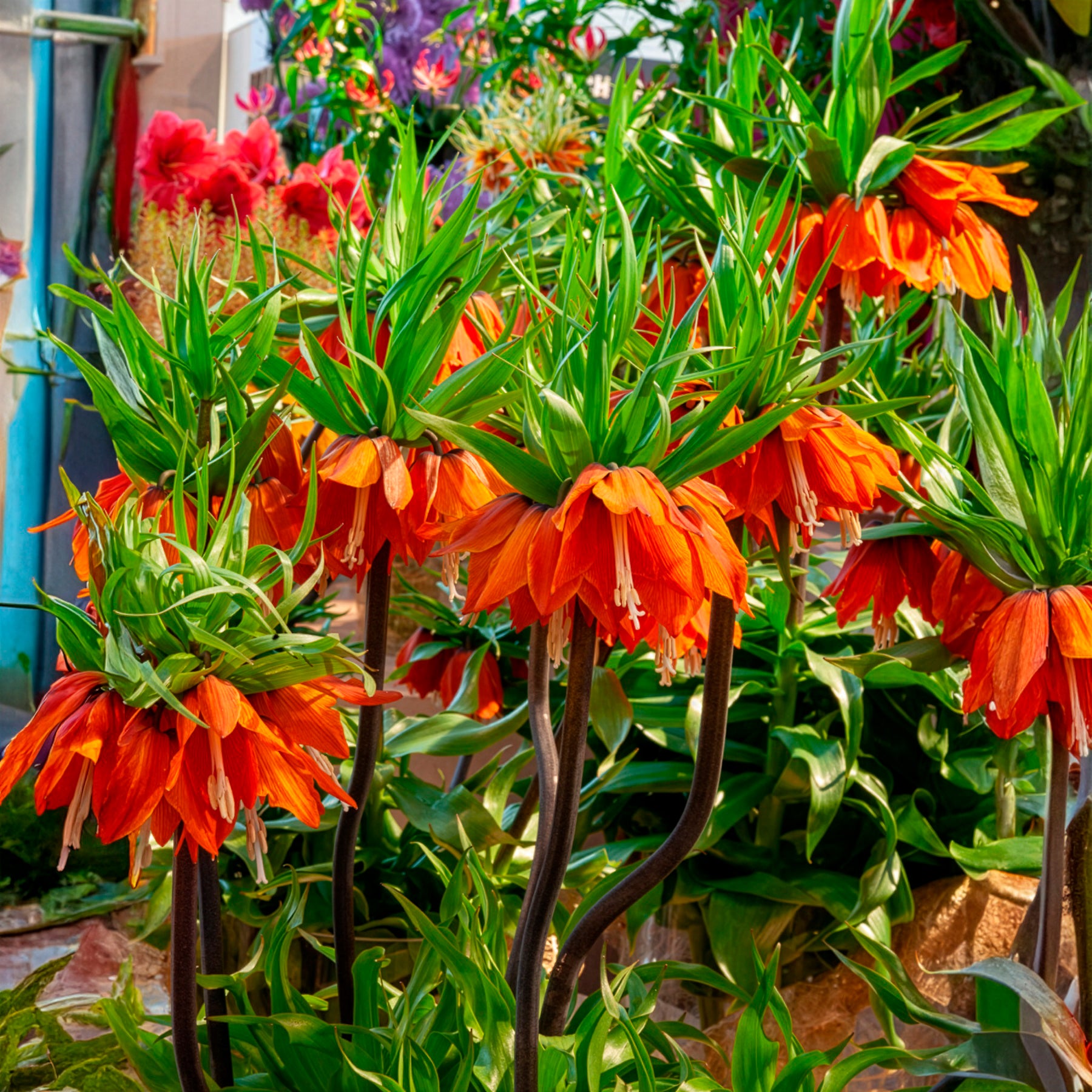 Couronne impériale orange - Fritillaria imperialis - Willemse