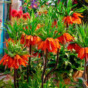 Couronne impériale orange - Fritillaria imperialis - Willemse