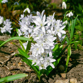 20 Puschkinia blancs - Willemse