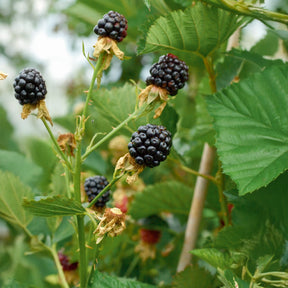 Vente Mûrier Reuben