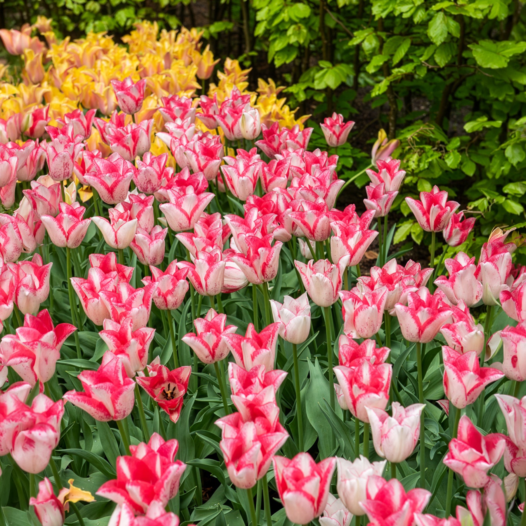 Tulipa beauty trend - 10 Tulipes Beauty trend - 