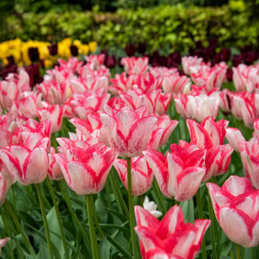 10 Tulipes Beauty trend - Tulipa beauty trend - Willemse