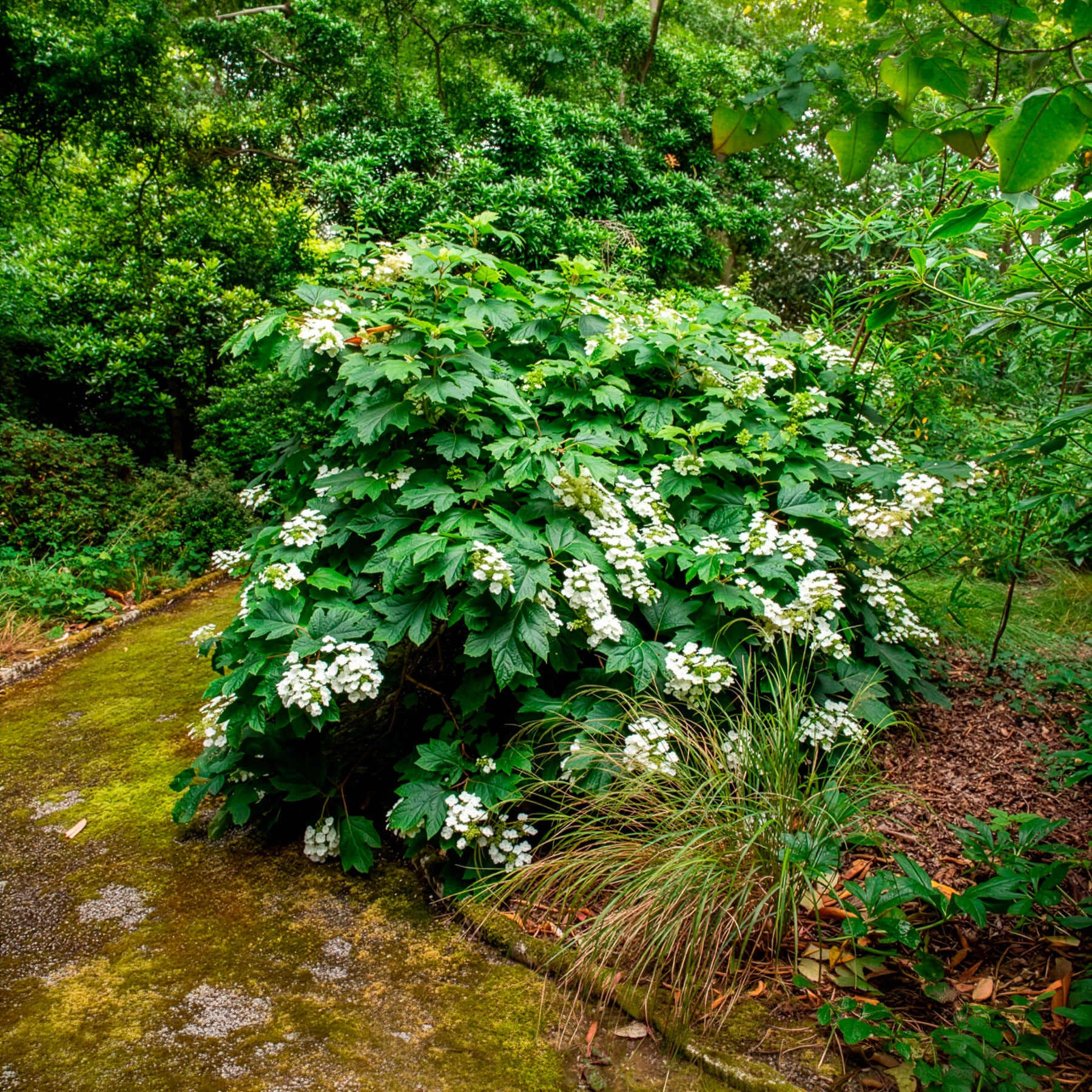 Hortensia à feuilles de chêne