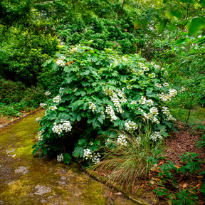 Hortensia à feuilles de chêne