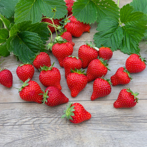 Fragaria x ananassa magnum cov marionnet 97 - Fraisier Magnum - Fraisiers