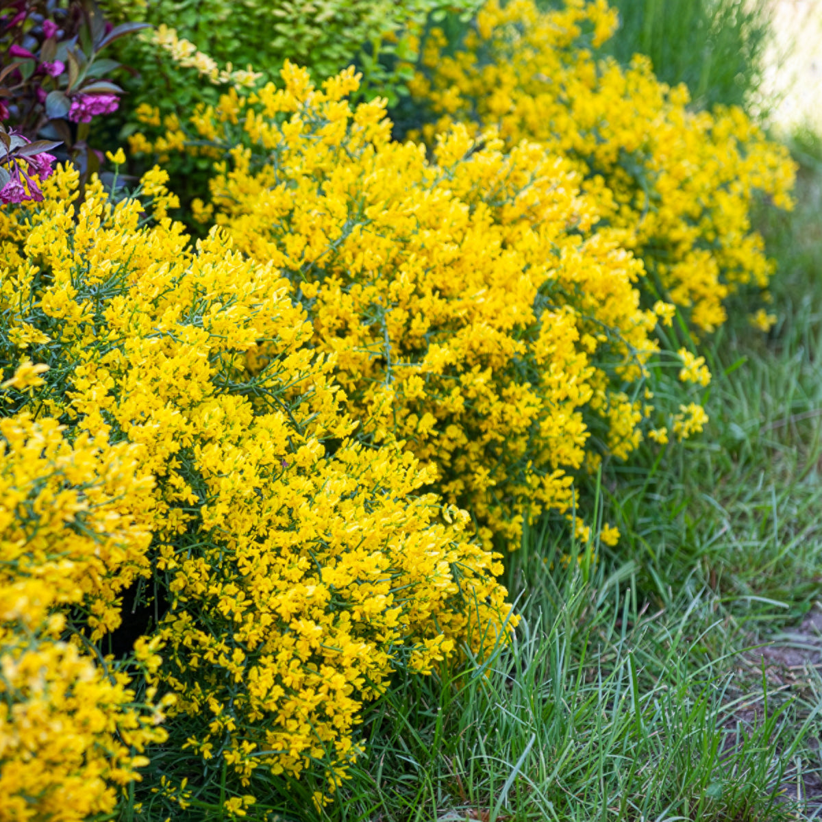 Genêt de Lydie - Genista lydia - Willemse