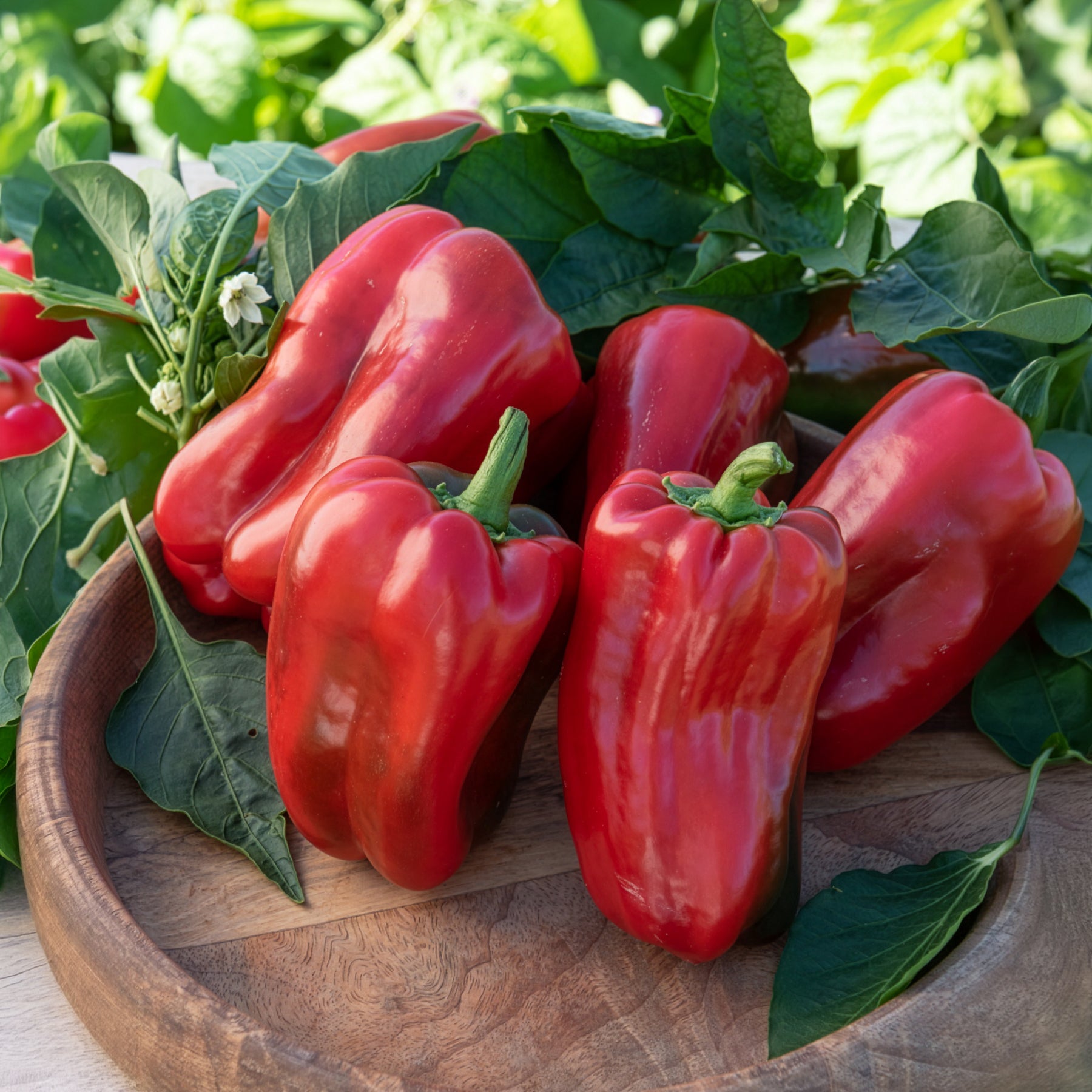 3 Plants de Poivron Lamuyo