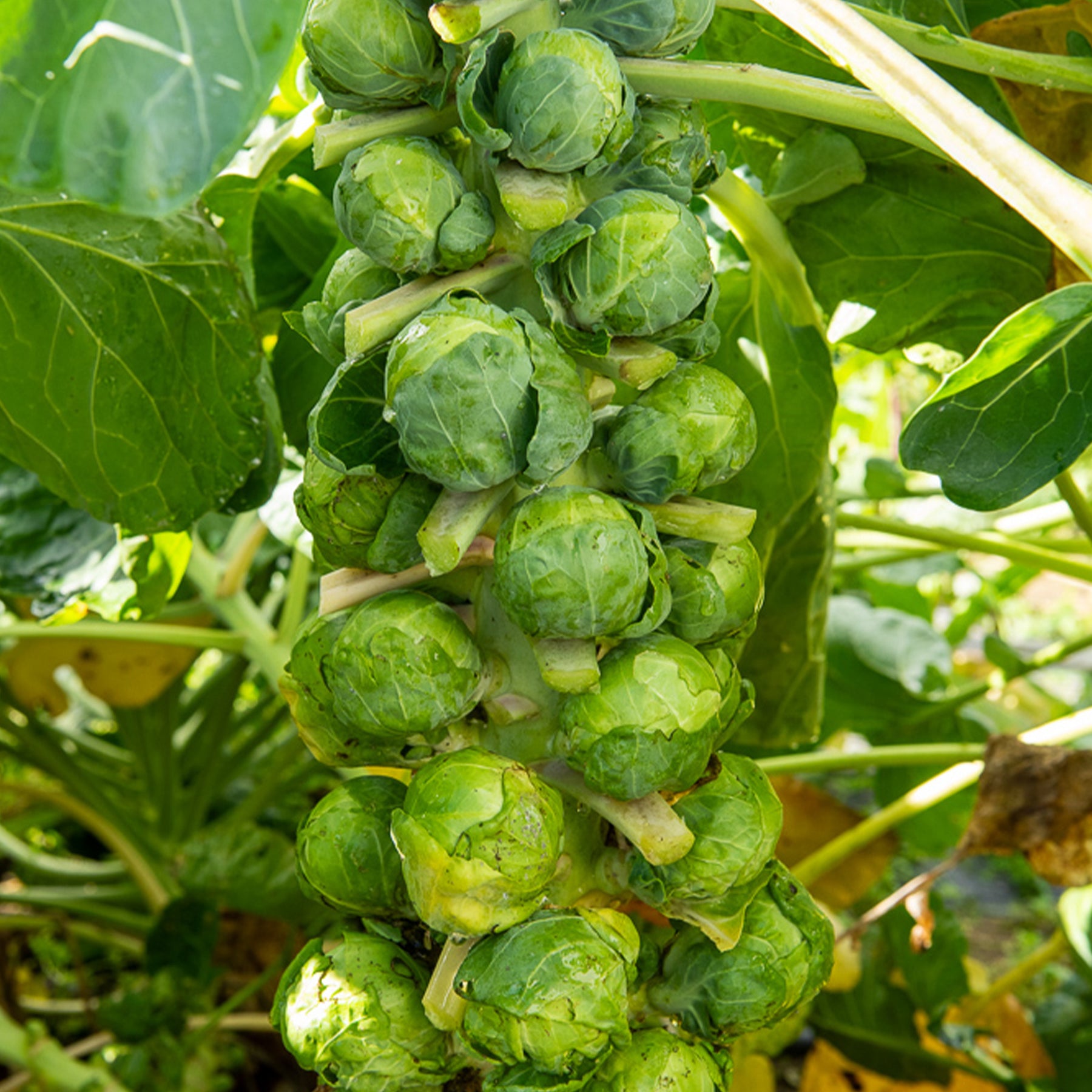 Chou de Bruxelles Igor F1 - Brassica oleracea gemmifera Igor f1 - Willemse