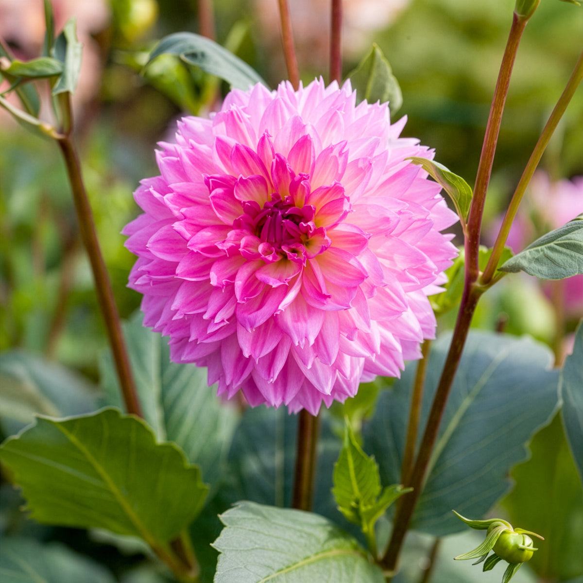 3 Dahlias décoratifs Sakura Fubuki roses - Willemse