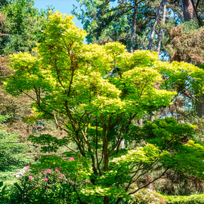 Vente Erable du Japon doré