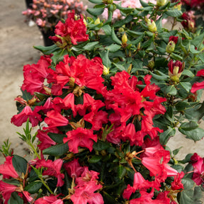 Rhododendron compact Baden Baden - Willemse