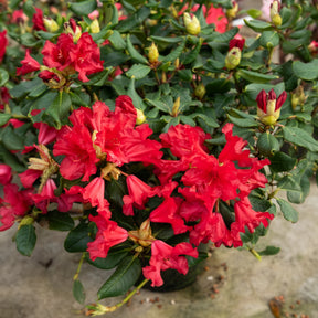 Rhododendron Baden Baden - Rhododendron compact Baden Baden - Rhododendrons