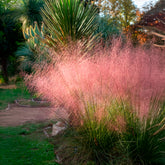 2 Herbes aux épis roses - Willemse