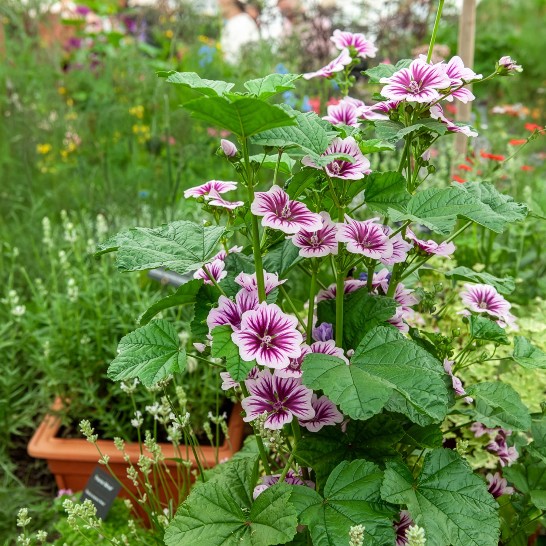 2 Mauves zébrées