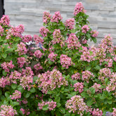 Escallonia Pink Elle - Willemse