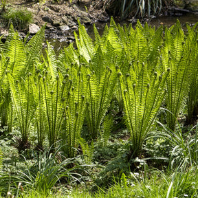 Vente 2 Fougères Plume d'autruche