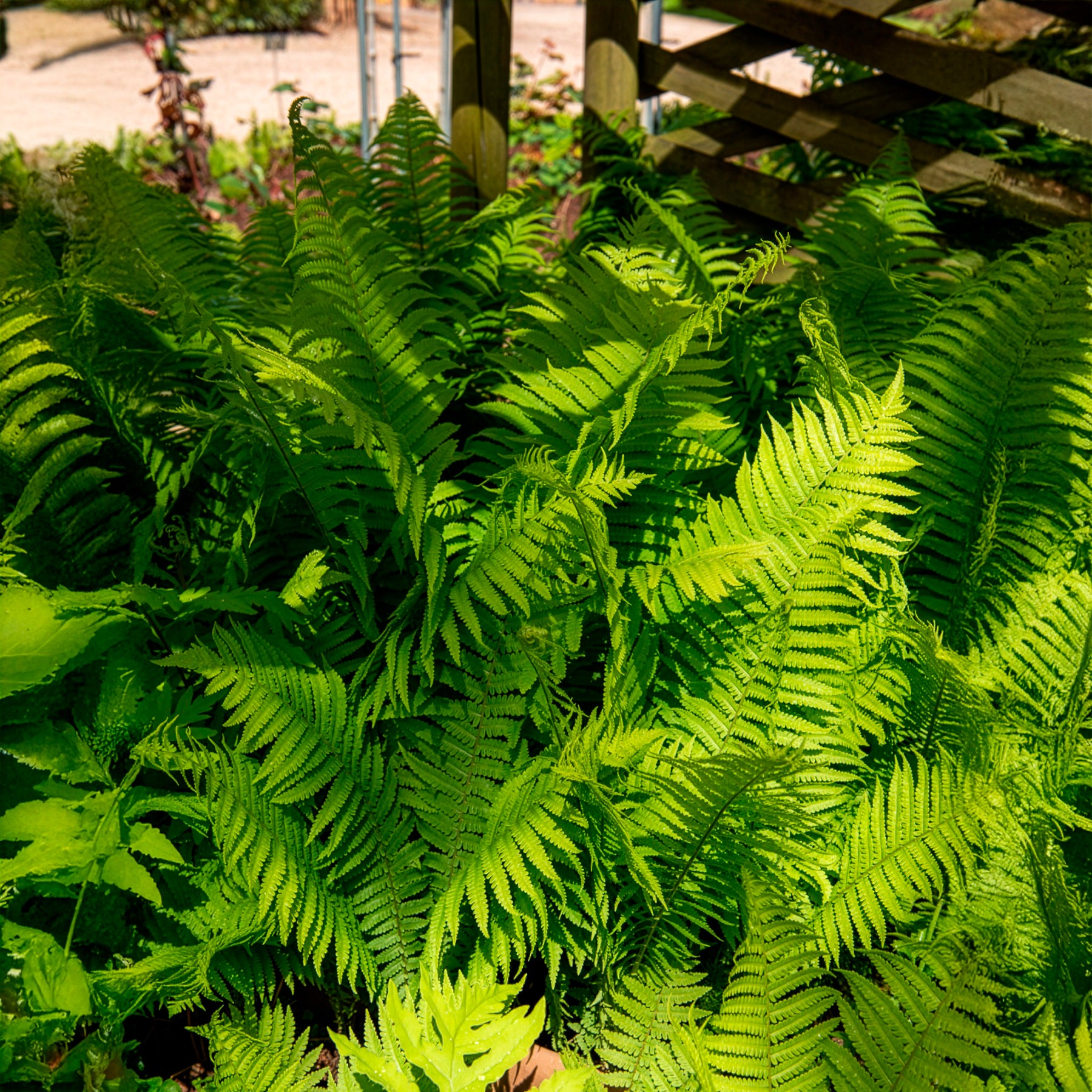 Vente 2 Fougères Plume d'autruche - Fougères