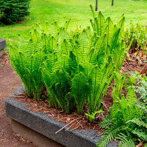 Vente Fougères - 2 Fougères Plume d'autruche
