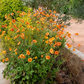 Vente Benoîte - Benoîte Totally tangerine