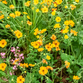 Vente Geum Totally Tangerine - Benoîte Totally tangerine