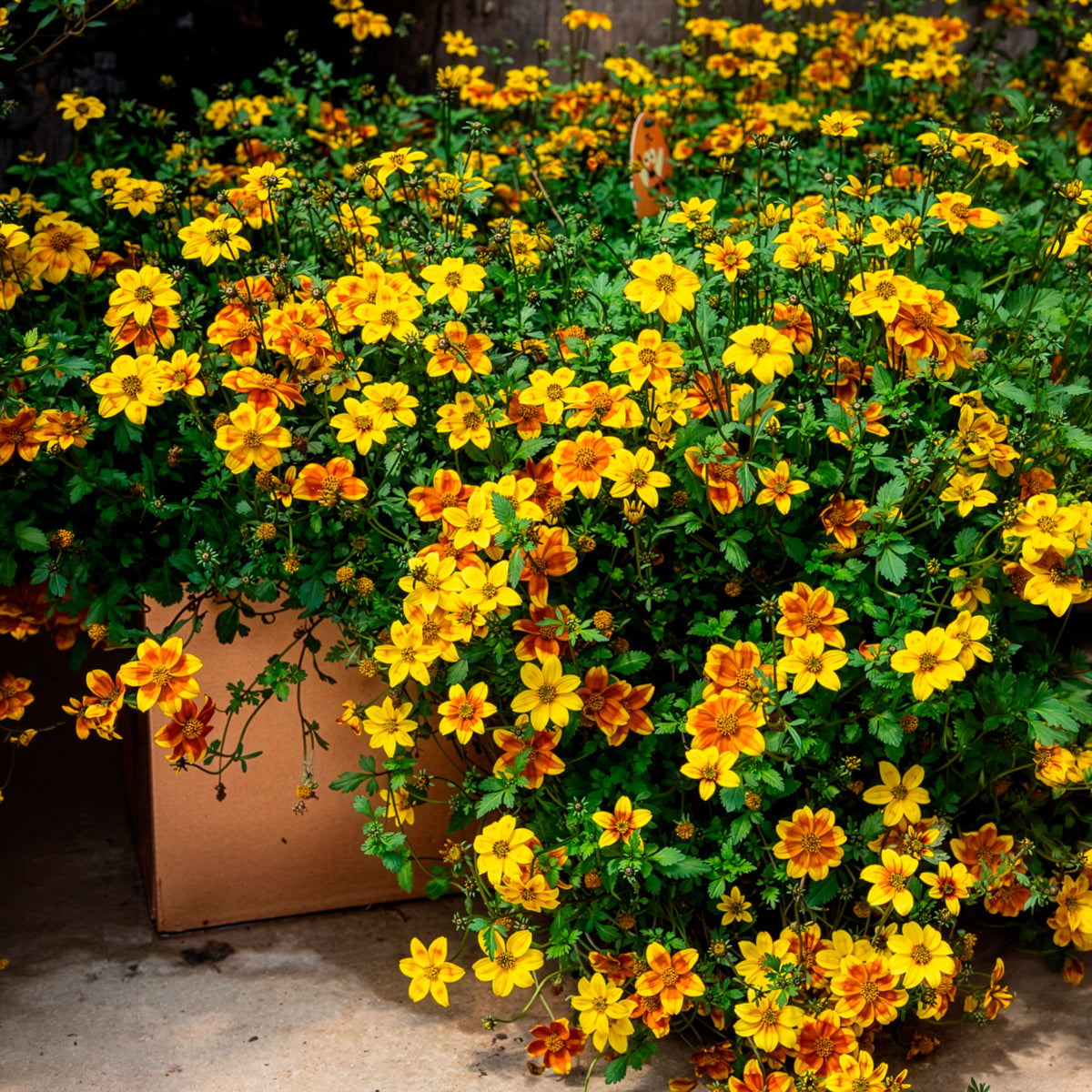 3 Bidens rouge orange - Willemse