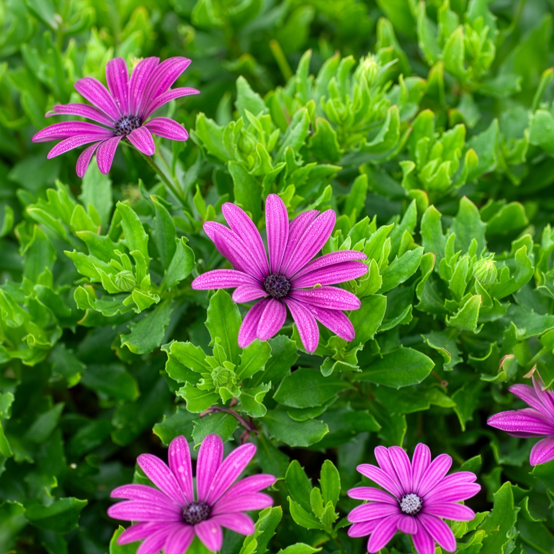 3 Marguerites du Cap pourpres