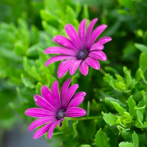 3 Marguerites du Cap pourpres