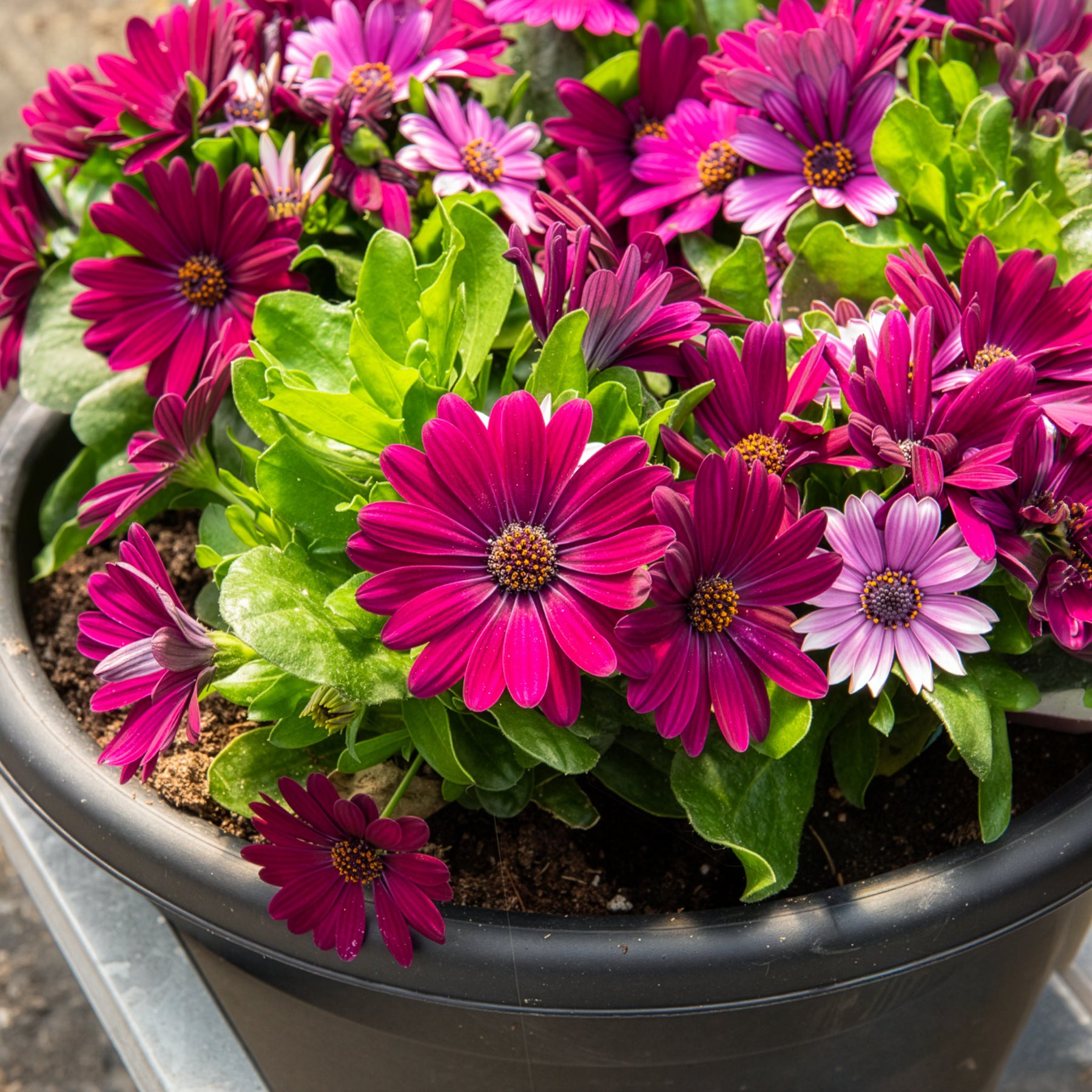 Vente 3 Marguerites du Cap pourpres - Osteospermum margarita purple