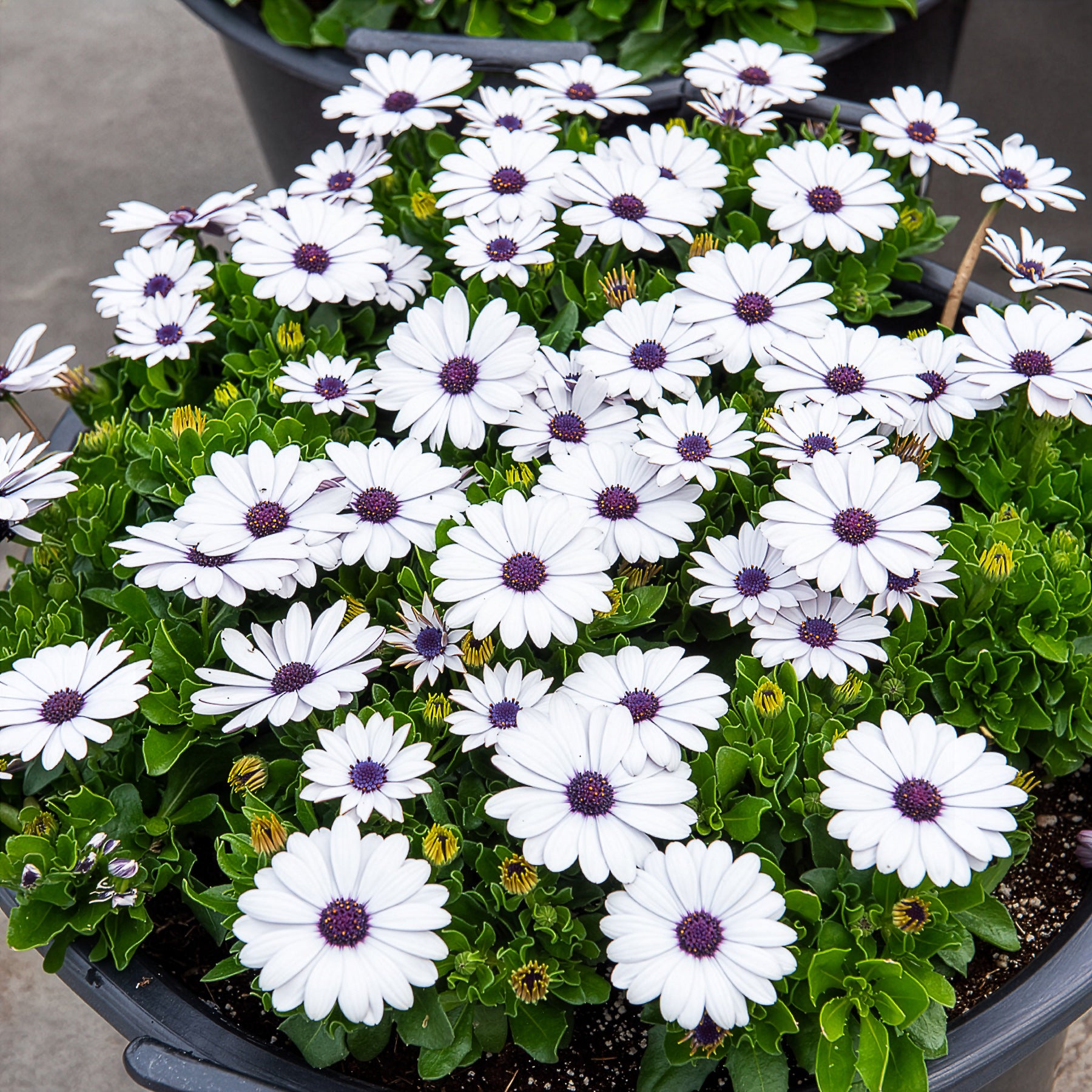 Osteospermum margarita white - 3 Marguerites du Cap blanches - Marguerite du Cap - Osteospermum