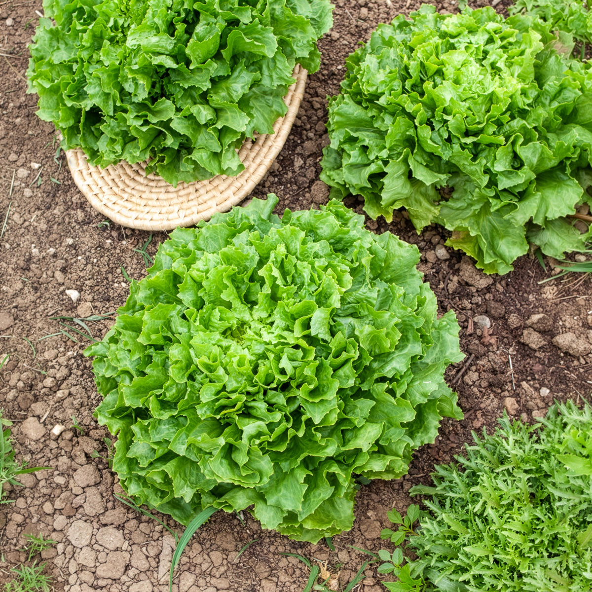 Chicorée scarole Grosse bouclée Nuance Bio - Willemse