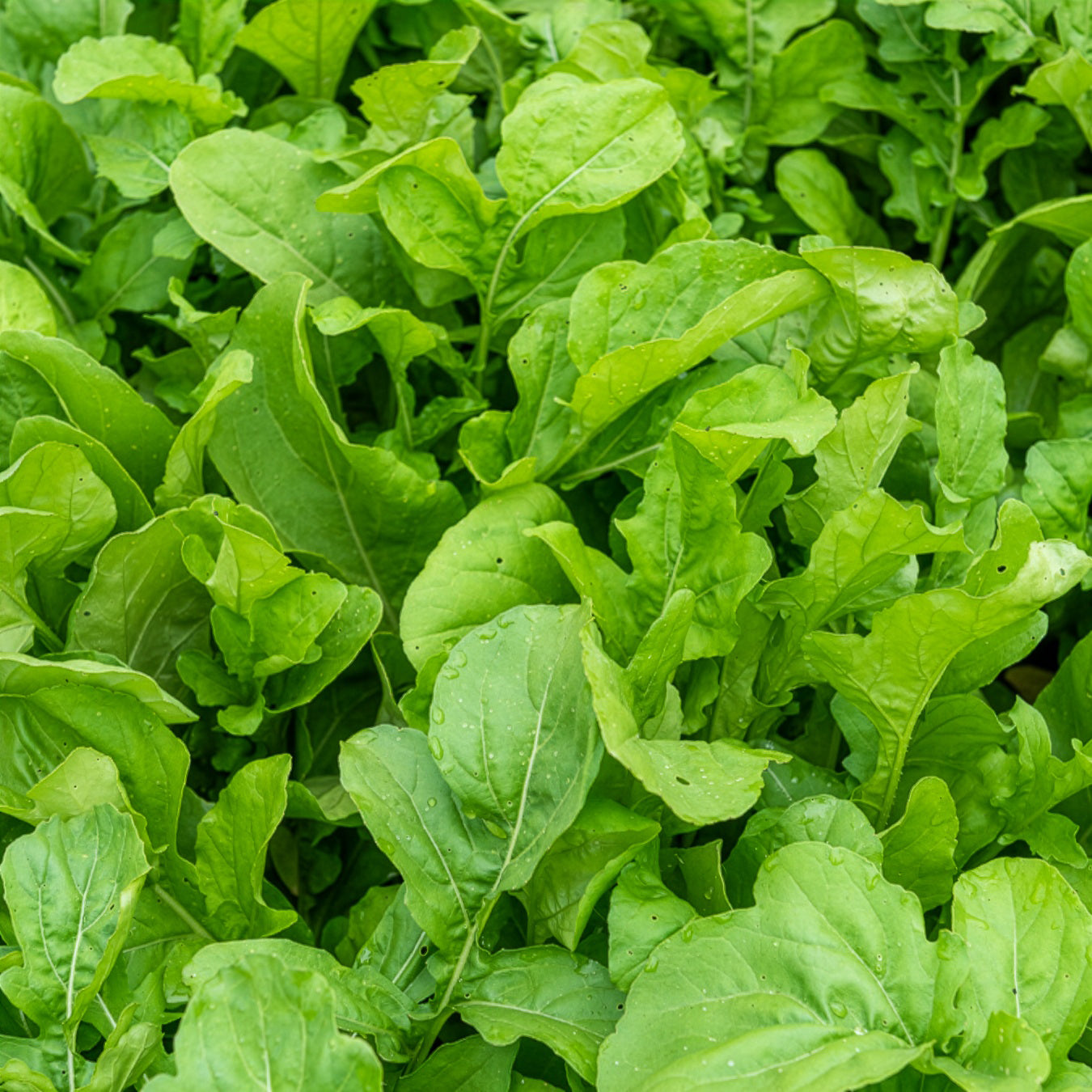 Roquette Pronto