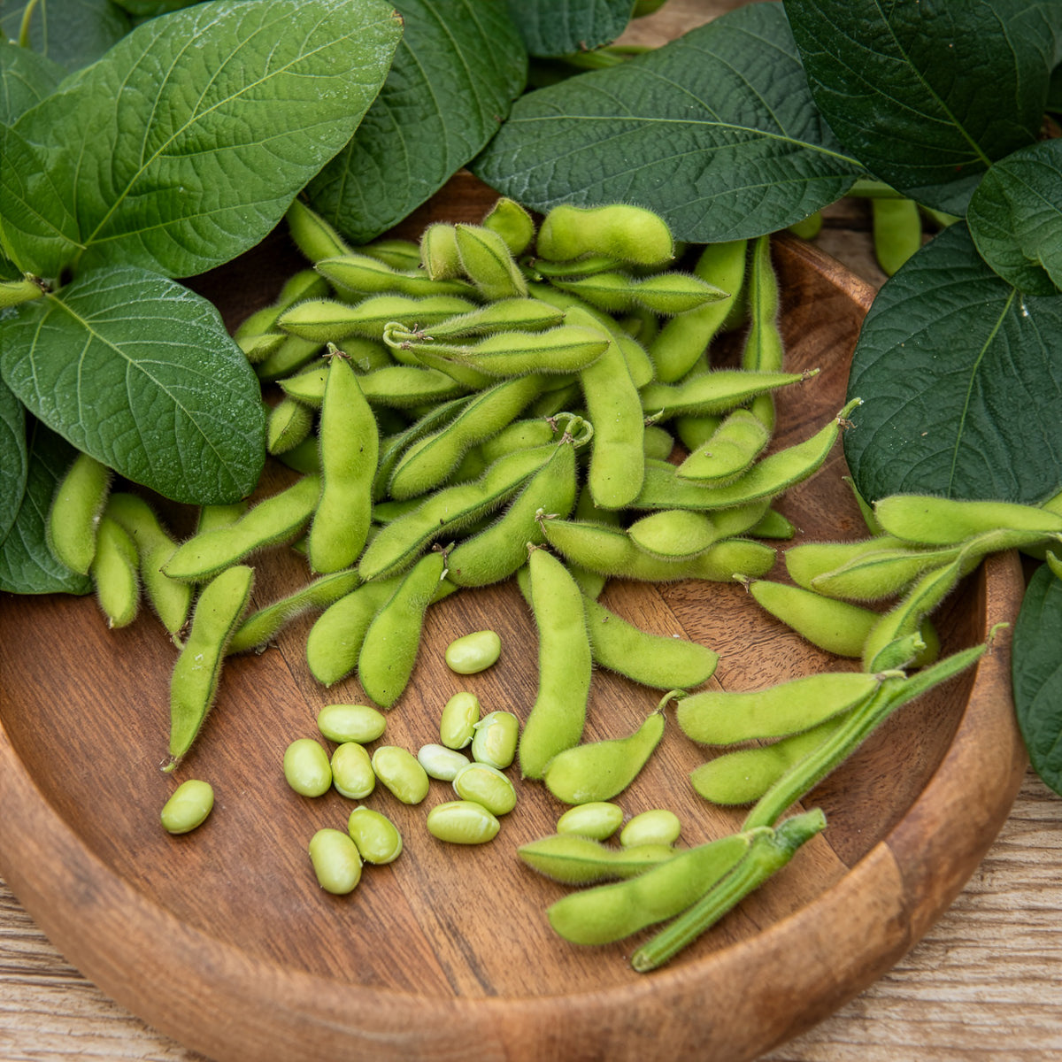 Soja Fiskeby V - Edamame - Willemse