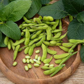 Soja Fiskeby V - Edamame - Willemse