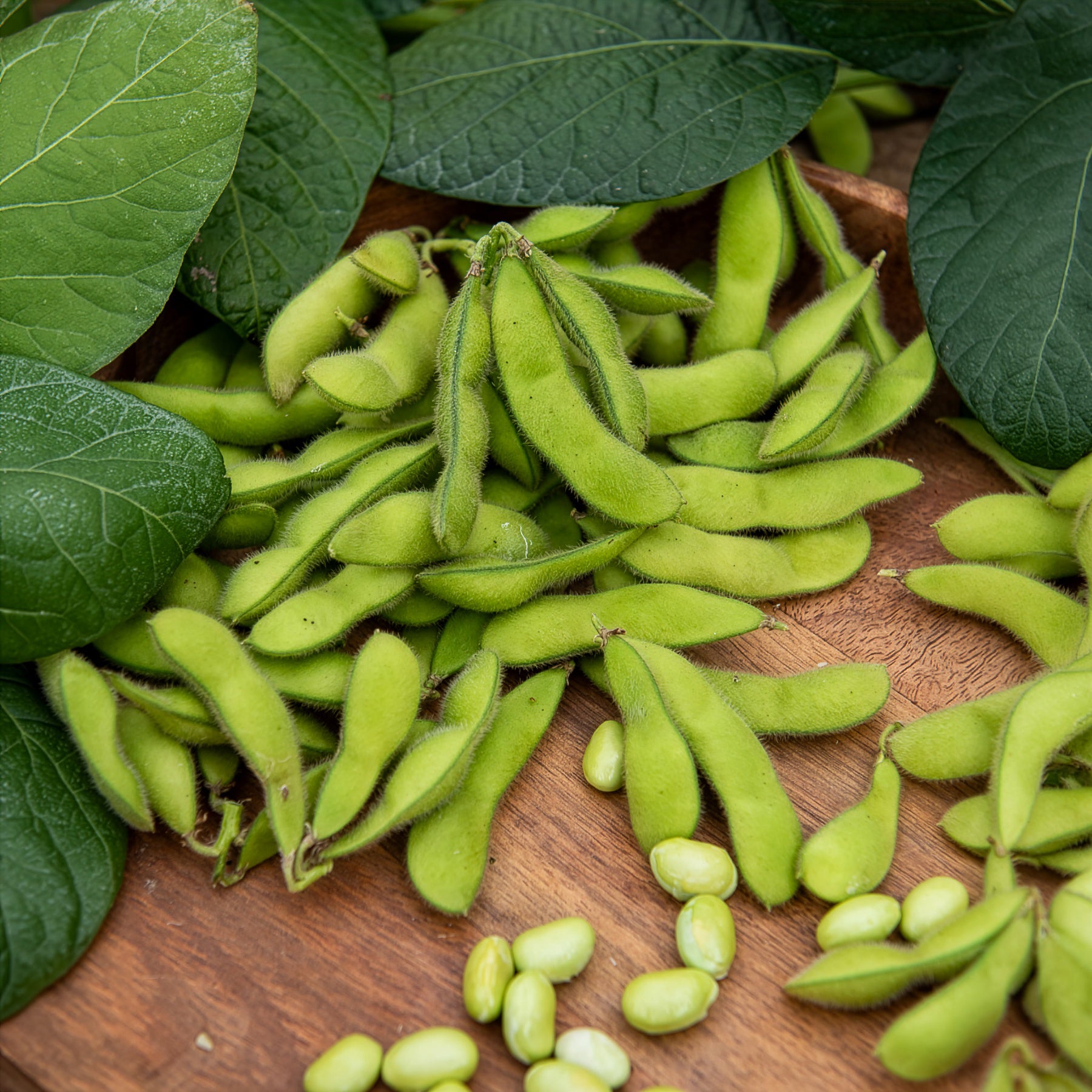 Glycine max - Soja Fiskeby V - Edamame - Légumes rares