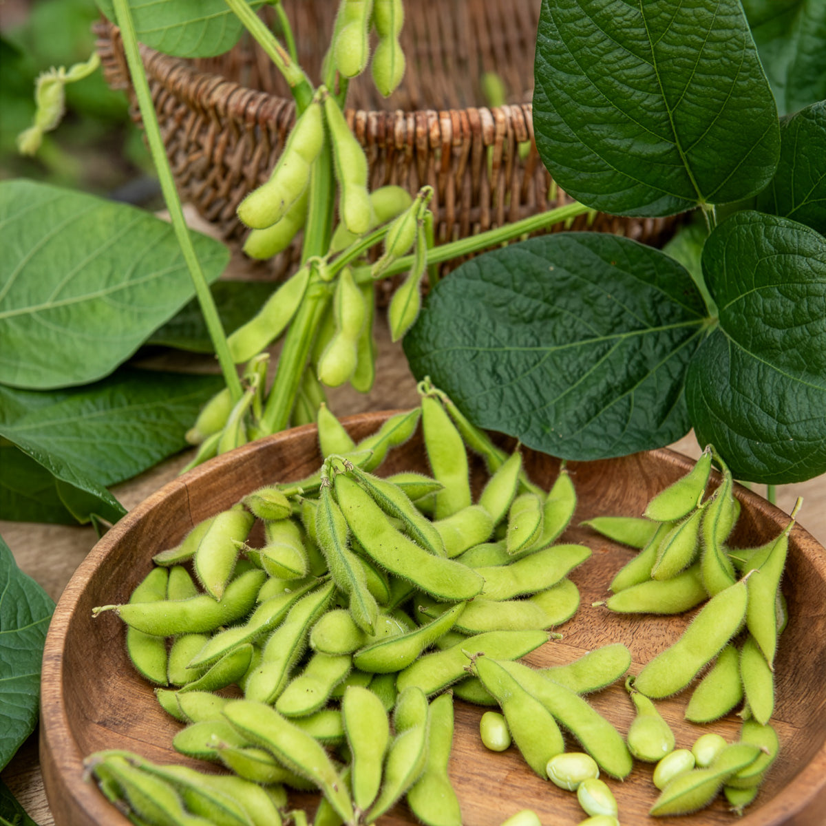 Soja Fiskeby V - Edamame - Glycine max - Willemse