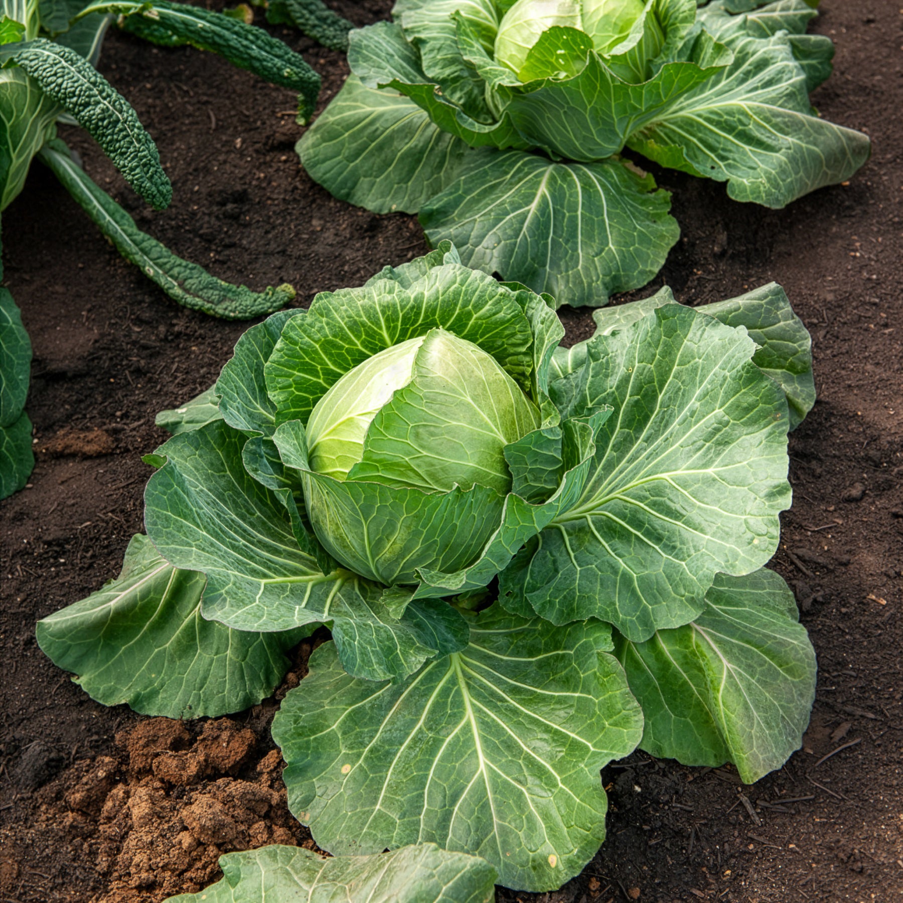 Chou cabus De Brunswick - Brassica oleracea capitata de brunswick - Willemse