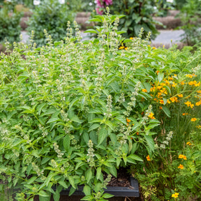 Graines d'aromatiques - Basilic à l'odeur de citronnelle Mrs. Burns - Ocimum citridorum