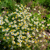 Camomille Allemande Bio - Willemse