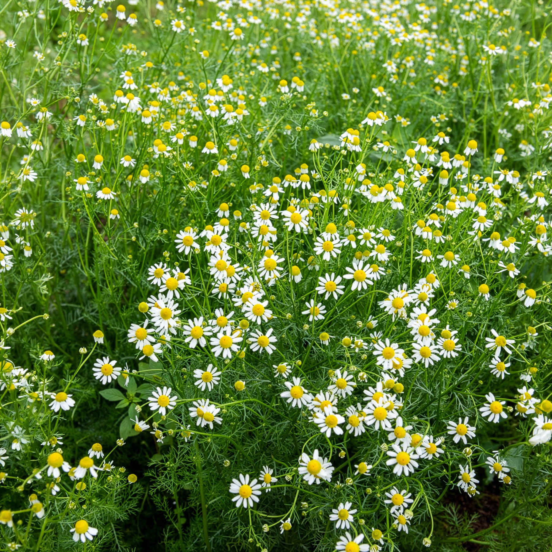 Camomille Allemande Bio