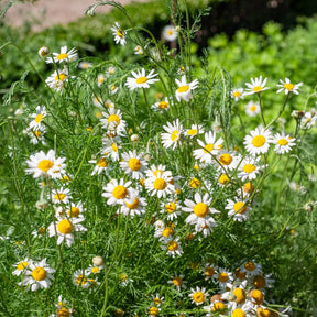Camomille Allemande Bio - Matricaria recutita - Willemse