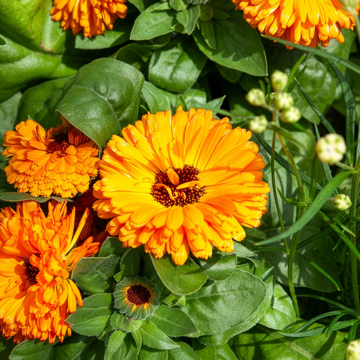 Souci double Orange Gitana - Willemse