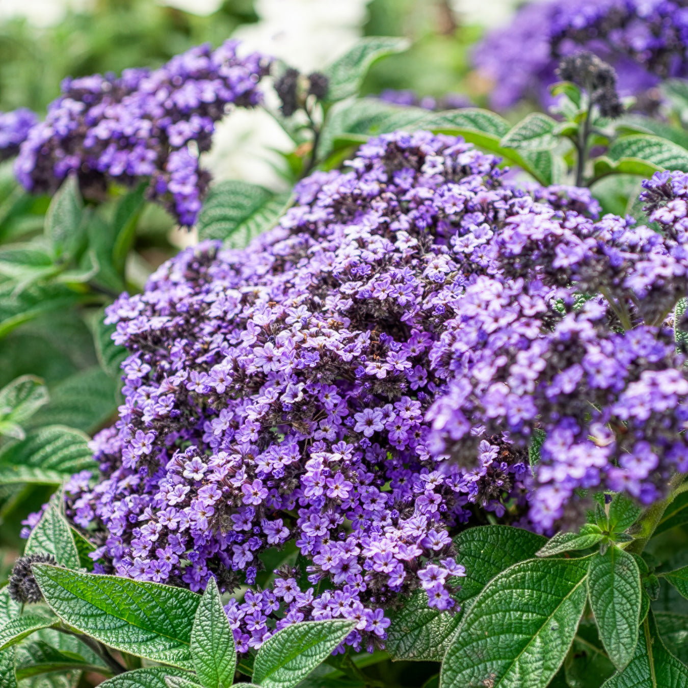 Héliotrope du Pérou Marine - Heliotropium arborescens - Willemse