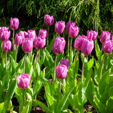 10 Tulipes triomphe Blue Beauty