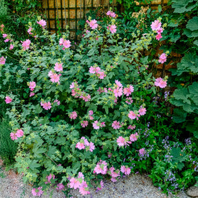 2 Lavatères - Lavatera - Willemse