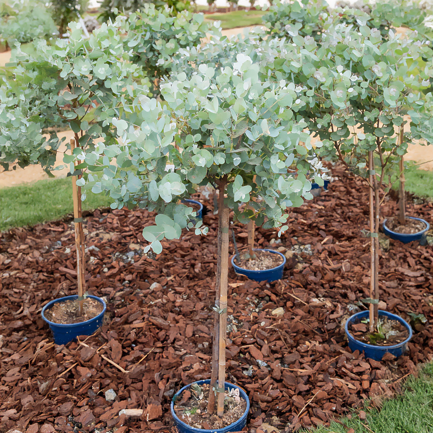 Eucalyptus sur tige - Willemse