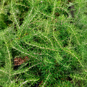 Romarin officinal rampant Pointe du Raz - Rosmarinus officinalis Pointe du Raz - Willemse