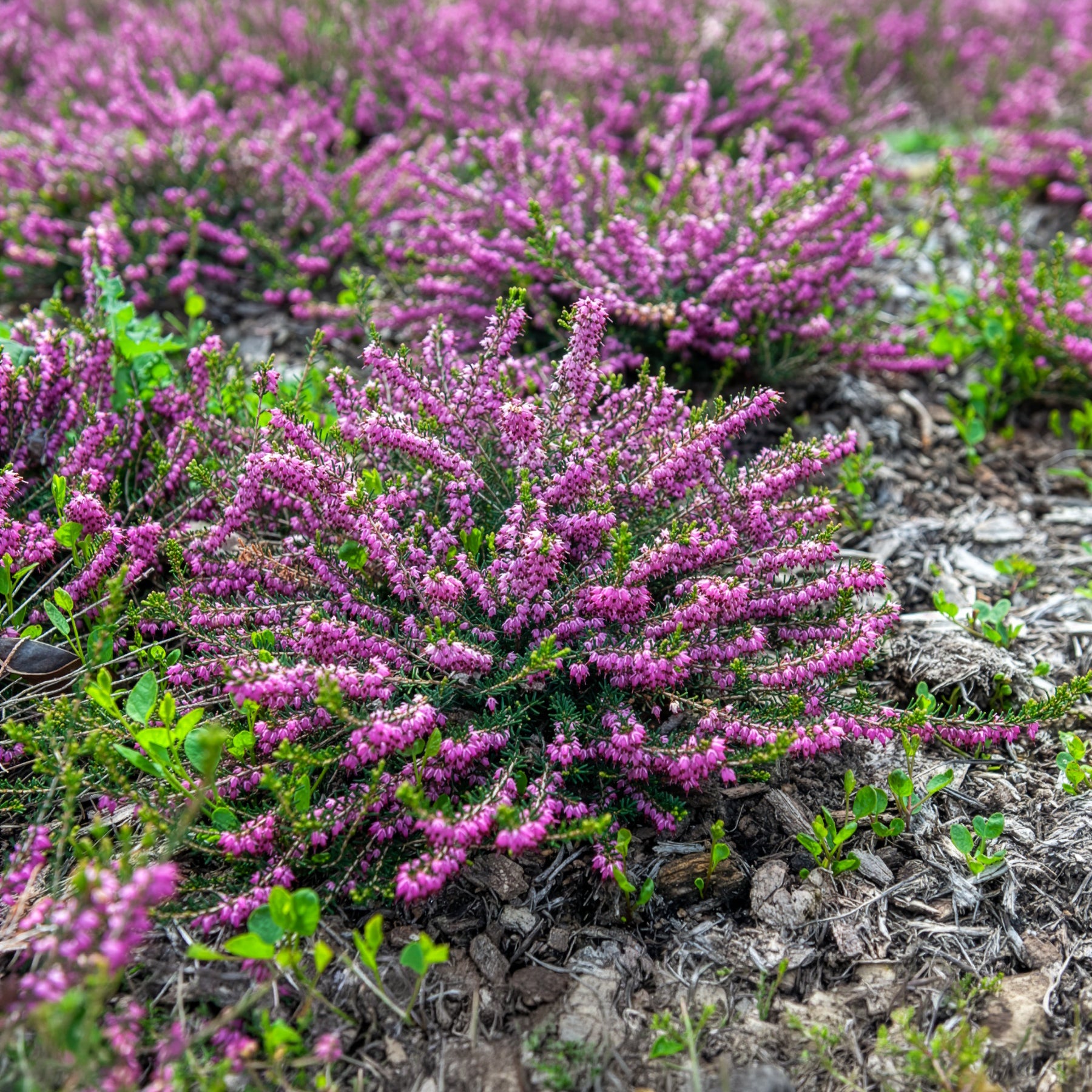 Erica darleyensis ghost hills - Bruyère d'hiver Ghost Hills - Bruyère d'hiver