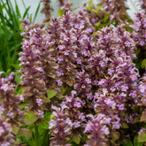 Bugle rampante Rosea - Willemse